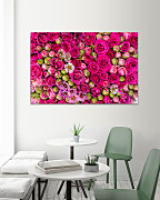 Obraz Bed of roses 1587